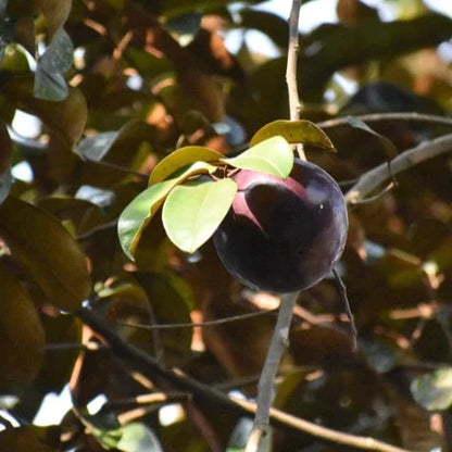 Purple Jamaican Star Apple Grafted Live Plant (Chrysophyllum Cainito)