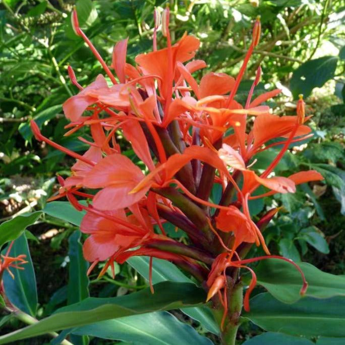 Hedychium Red Highly Fragrant All Time Flowering Rare Live Plant
