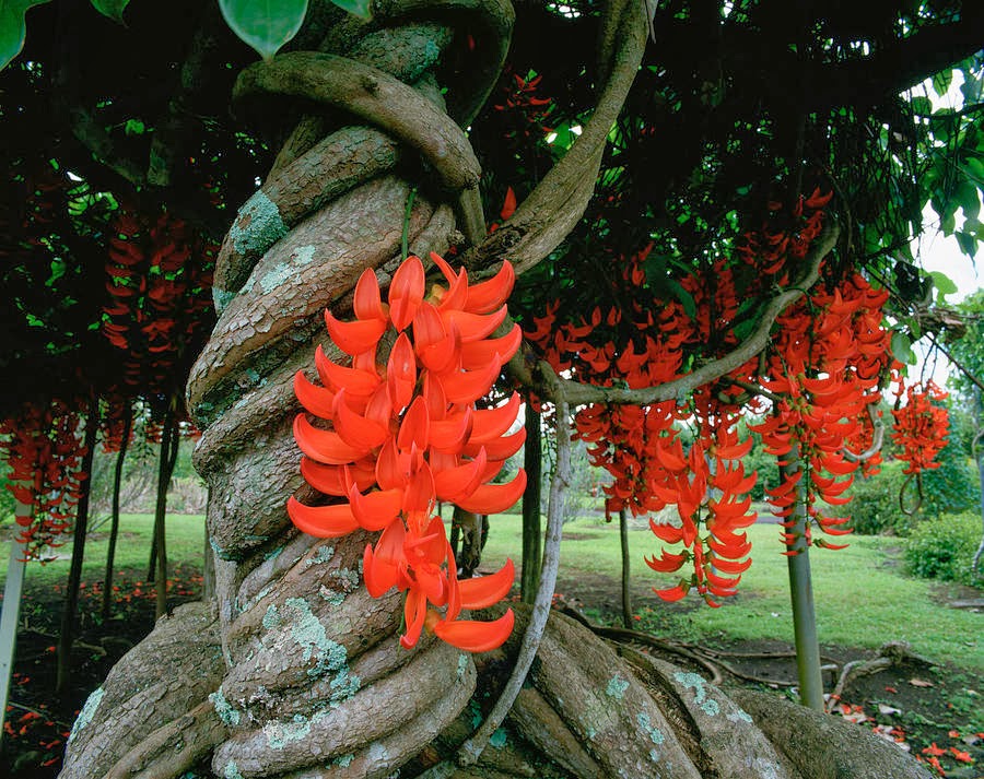 Nema/Blue Jade Vine (Strongylodon macrobotrys) &amp; Red Jade Vine (Mucuna Bennettii) Combo Live Plants