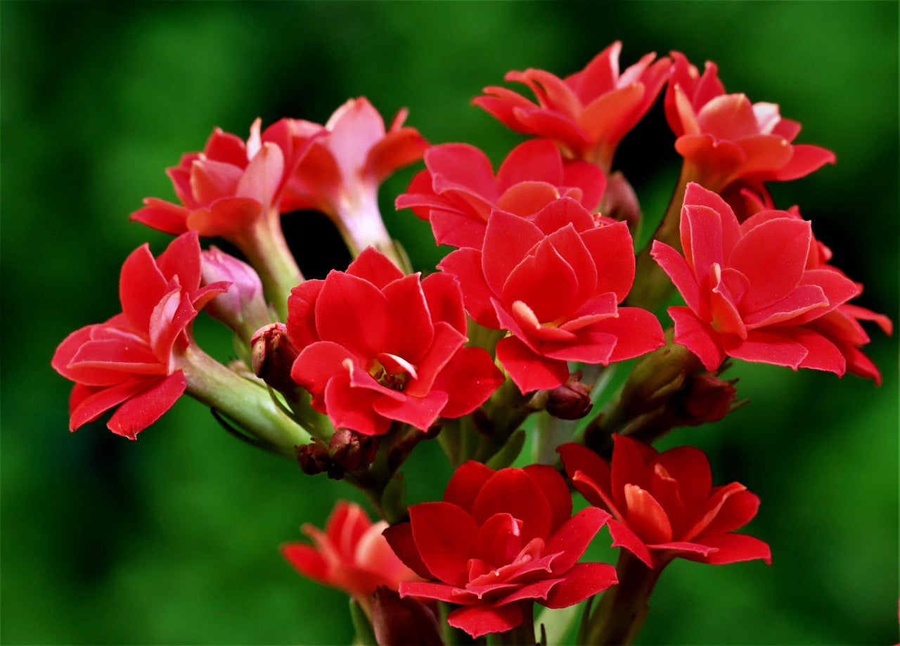 Red Kalanchoe (Blossfeldiana) All Time Flowering Live Plant – Seed2Plant