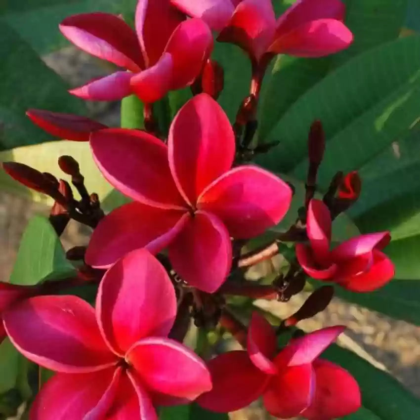 Frangipani (Plumeria rubra) Red All Time Flowering Live Plant
