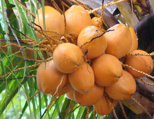 Chavakkadan Red Dwarf Coconut Tree Plant (Tender Coconut Plant)