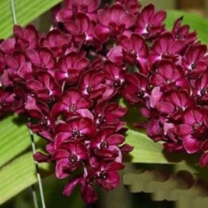 Rhynchostylis Gigantea Red (Seedling)