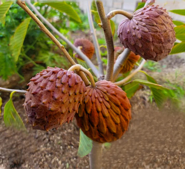 Red Geffner (Annona squamosa) Fruit Live Plant