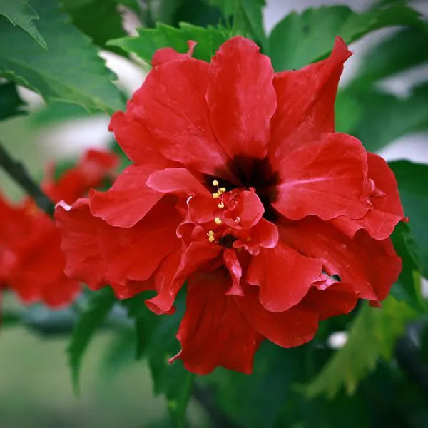 Red Dragon Hibiscus All Time Flowering Live Plant with Flower