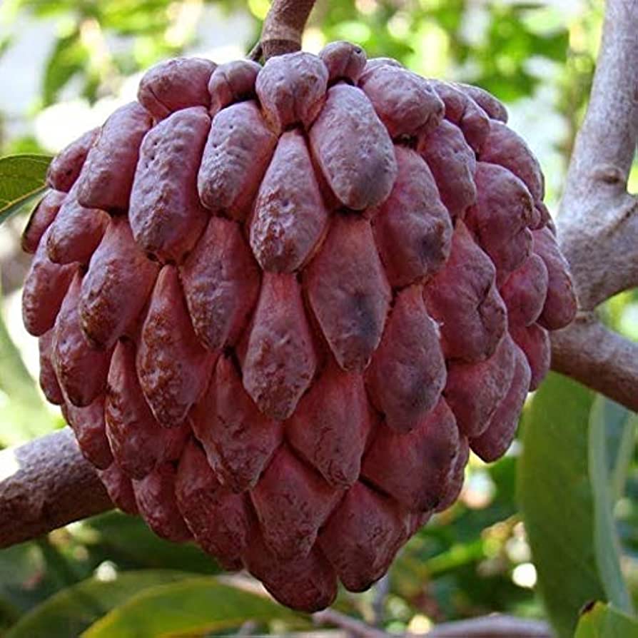 Red Custard Apple (Seethapazham) Grafted Live Plant