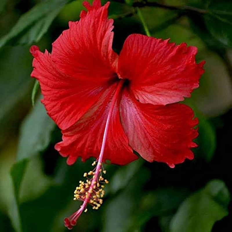 Hibiscus Red Desi Flowering Live Plant