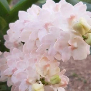 Rhynchostylis Gigantea Creamy (Seedling)