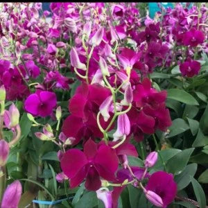 Dendrobium Roselle Red (Blooming)