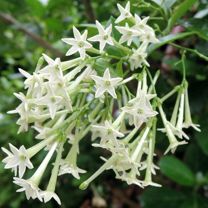 Night Blooming Jasmine White (Cestrum nocturnum) Flowering Live Plant