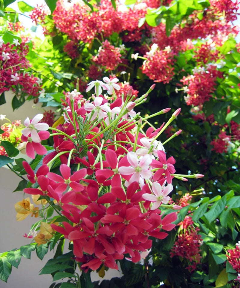 Bush Rangoon Creeper (Combretum indicum) Flowering Live Plant