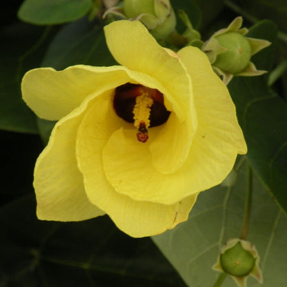 Hibiscus Tiliaceus (Sea Hibiscus) Flowering Live Plant with Green Leaves