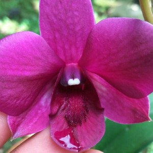 Dendrobium Red Town (Extra Big Size Seedling)