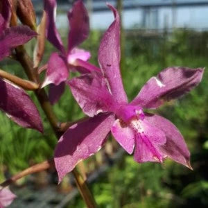 Cattleya Schomburgkia Milamey - Blooming