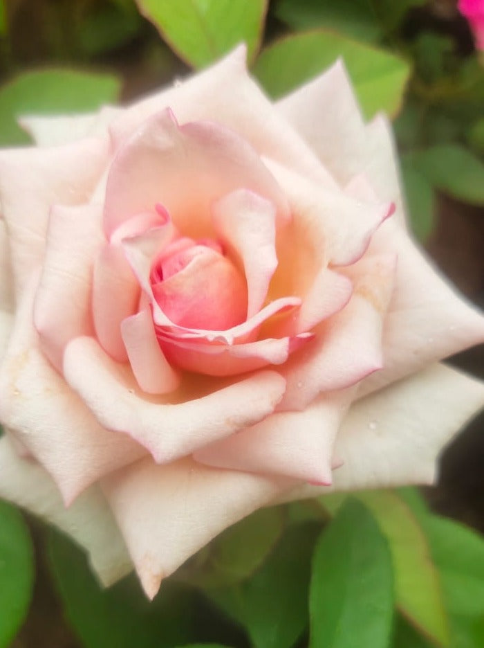 7 Days Rose Live Plant - Pink