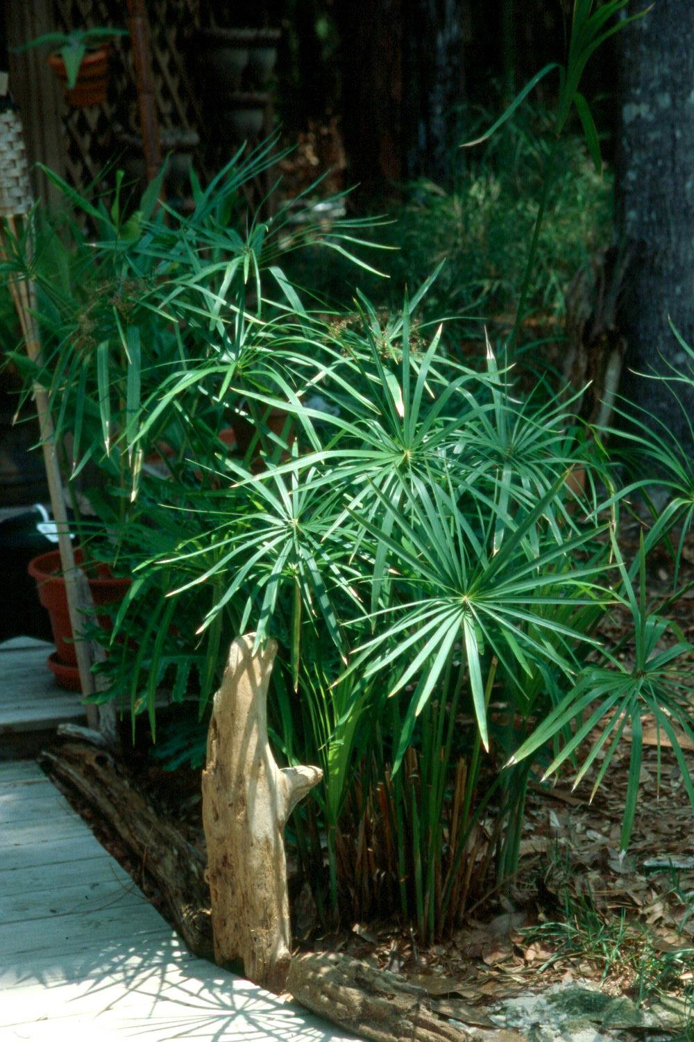 Umbrella Palm (Cyperus alternifolius) Indoor / Outdoor Live Plant
