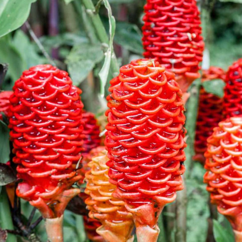 Shampoo Ginger Lily Flowering Live Plant