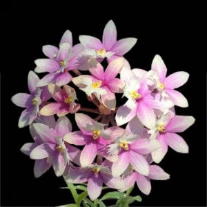 Epidendrum. Max Valley’Shiranui’ (Seedling)