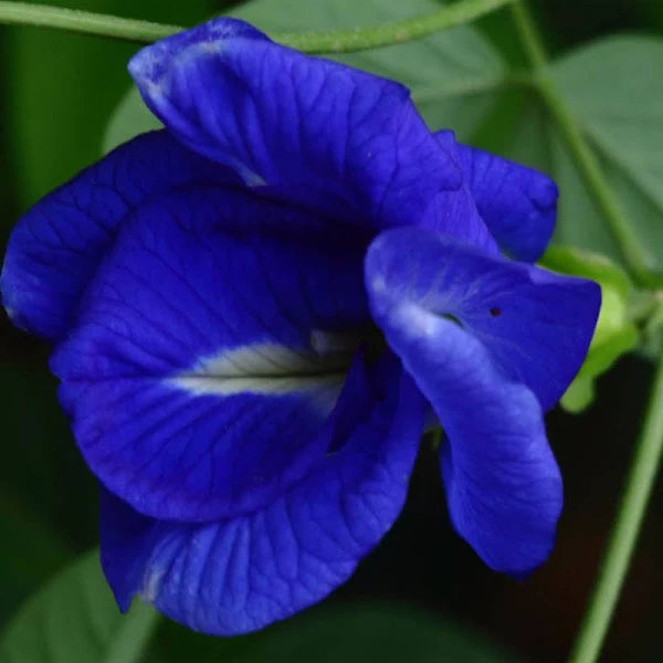 Clitoria Ternatea - Blue Multipetal (Sangu Pushpam, Butterfly Pea) Medicinal Live Plant