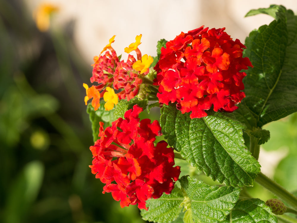 Lantana Red (Tick Berry) All Time Flowering Live Plant