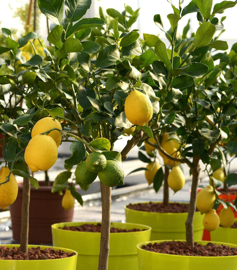 Lemon (Citrus Lemon) Live Plant with Fruit