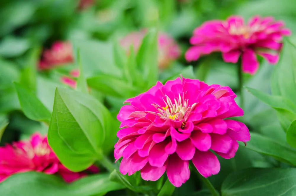 Zinnia Pink Flowering Live Plant