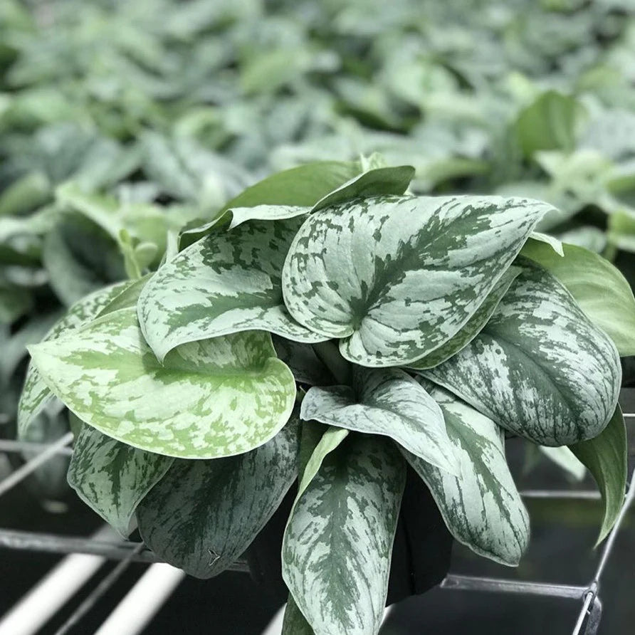 Silver Pothos (Scindapsus pictus) Money Plant Indoor Live Plant