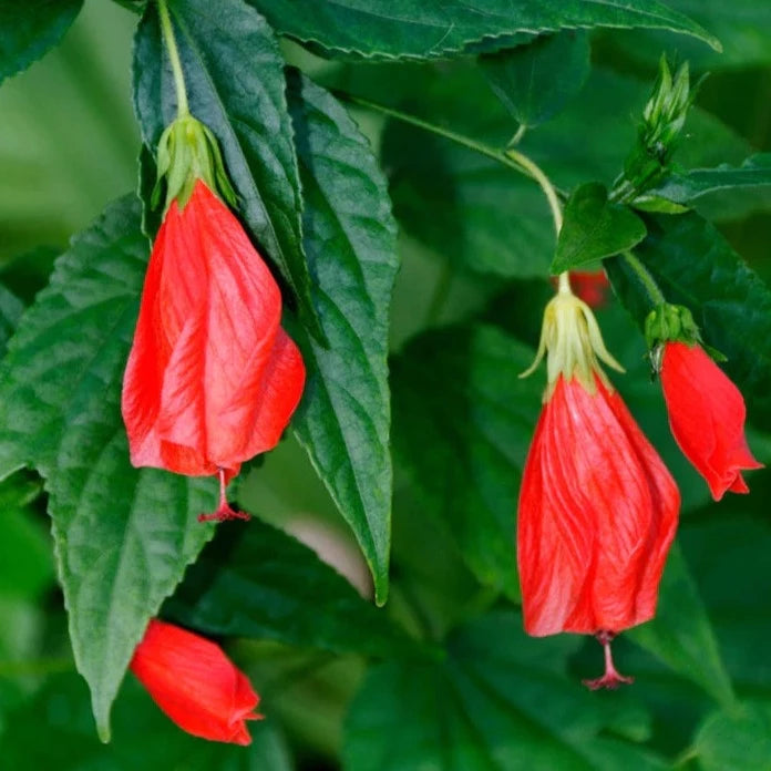 Sleeping Hibiscus Red (Malvaviscus) Flowering Live Plant