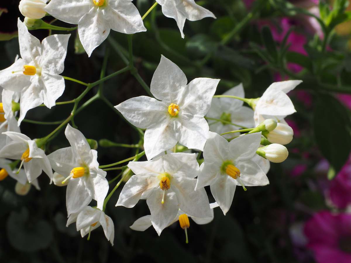 Potato Vine (Solanum Laxum) Flowering Creeper Live Plant