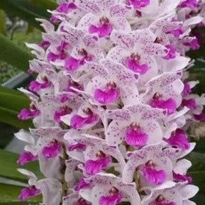 Rhynchostylis Gigantea Spot Krai (Seedling)