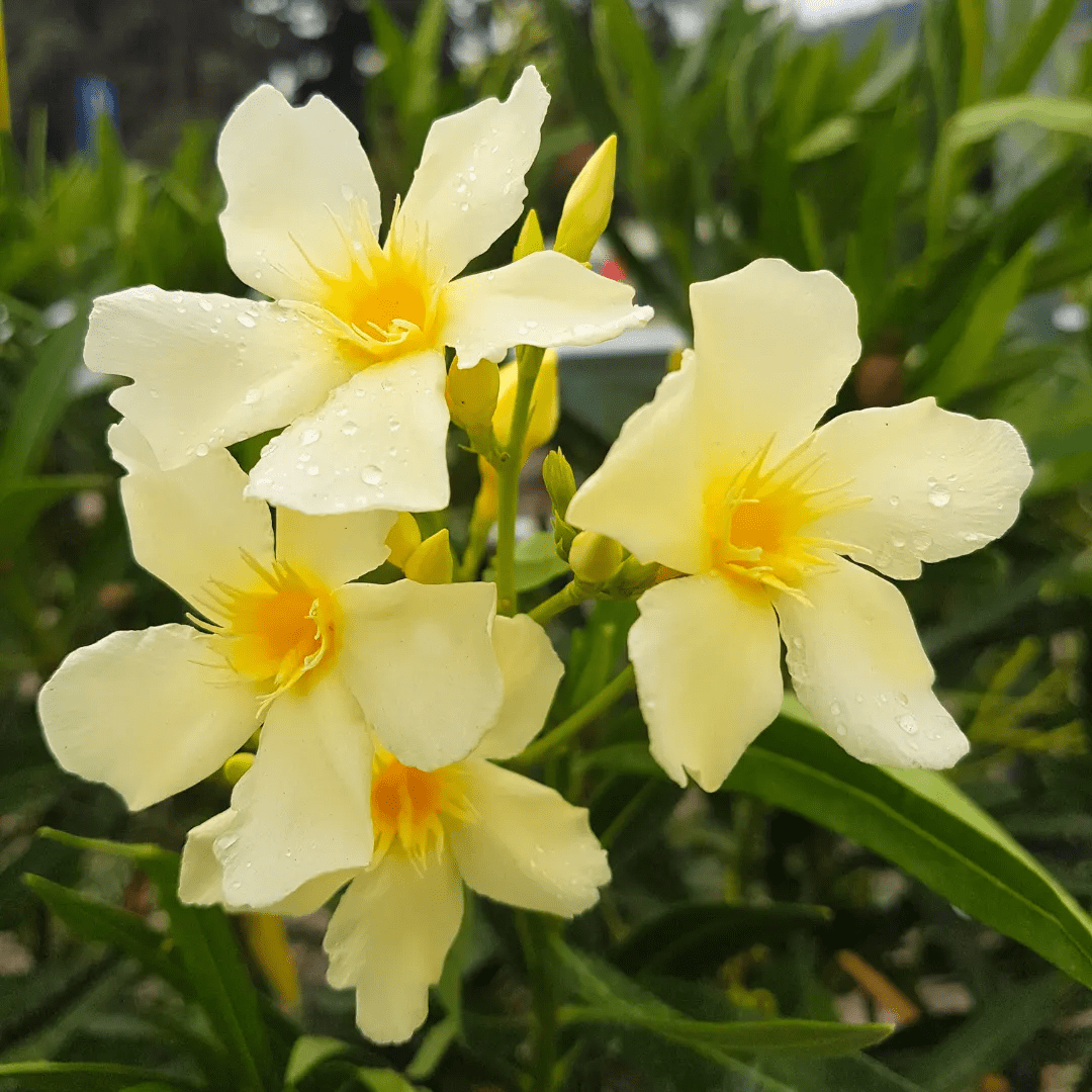 Arali Yellow Single Petal (Nerium oleander) All Time Flowering Live Plant