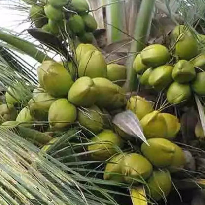 West coast tall Coconut Tree Plant