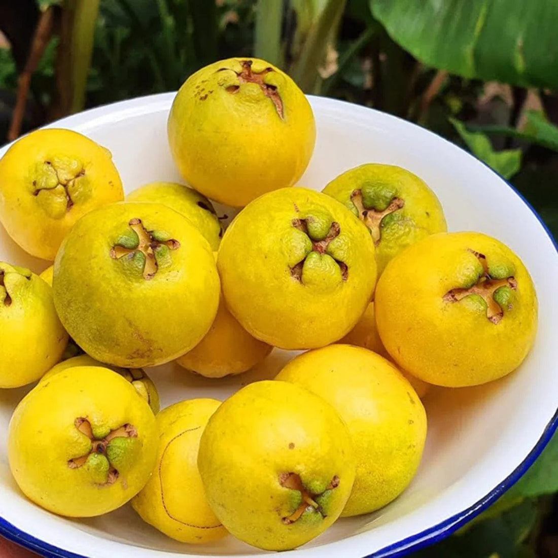 Yellow Strawberry Guava Live Plant (Psidium Cattleianum)