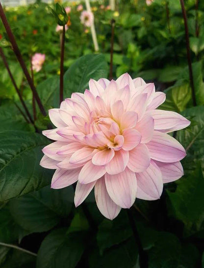 Light Pink Dahlia Flowering Live Plant