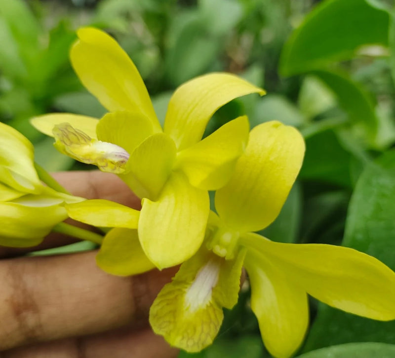 Dendrobium Thongchai Achung (Blooming)