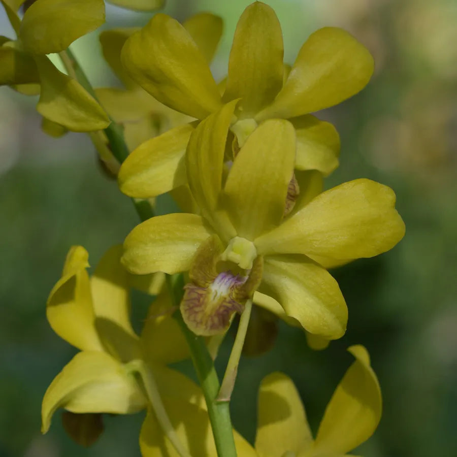 Dendrobium Thongchai Achung (Blooming Size)