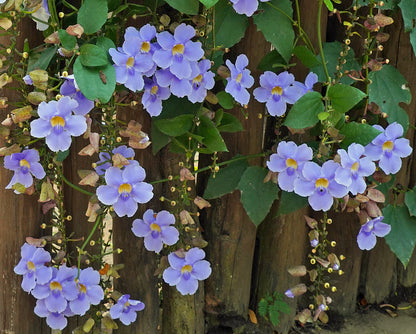 Blue Trumpet Vine (Thunbergia grandiflora) All Time Flowering Live Plant