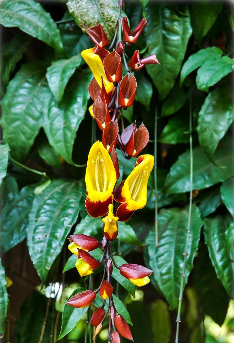 Thunbergia mysorensis Rare Flowering Live Plant