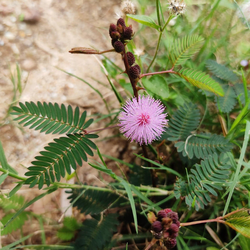 Touch Me Not (Mimosa Pudica) Creeper Medicinal Live Plant