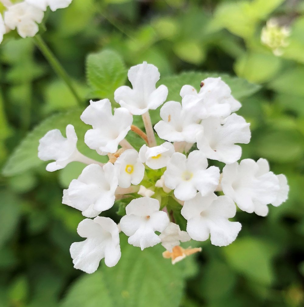 Lantana White (Shrub Verbena) All Time Flowering Live Plant – Seed2Plant