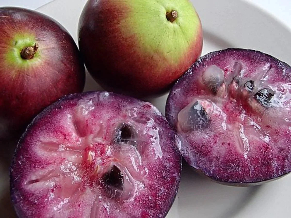 Purple Jamaican Star Apple Grafted Live Plant (Chrysophyllum Cainito)