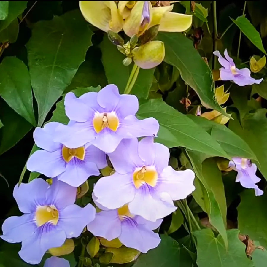 Blue Trumpet Vine (Thunbergia grandiflora) All Time Flowering Live Plant