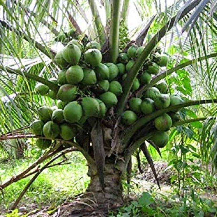 Tall x Dwarf (T x D) Coconut Tree Plant