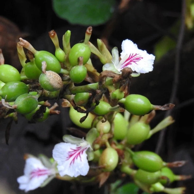 Cardamom (Elaichi) Spice Plant