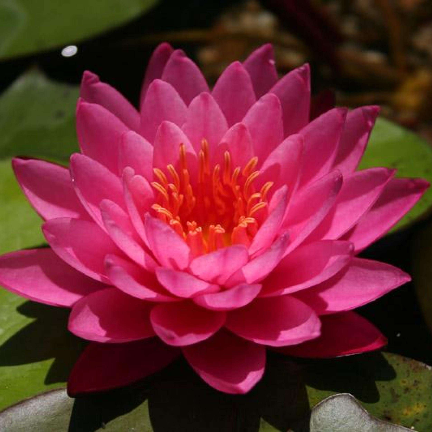 Water Lily Mayla (Nymphaea Mayla)