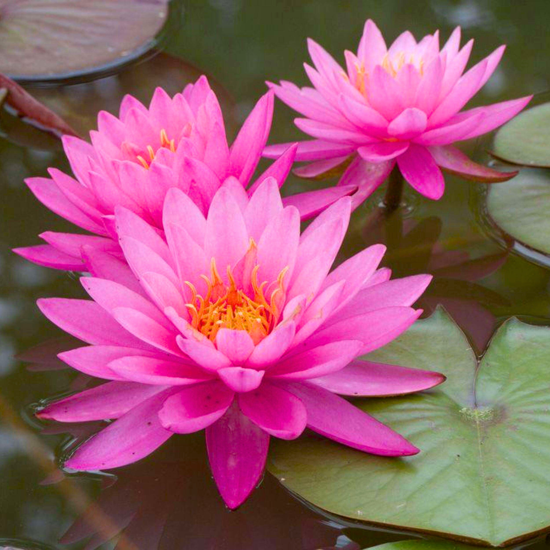 Water Lily Mayla (Nymphaea Mayla)