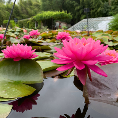 Water Lily Mayla (Nymphaea Mayla)