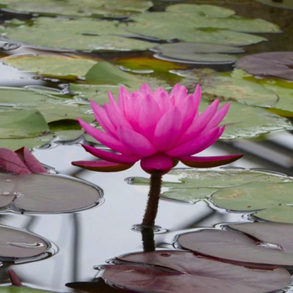 Water Lily Mayla (Nymphaea Mayla)