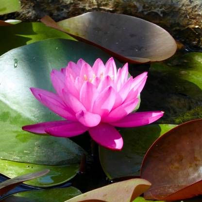 Water Lily Mayla (Nymphaea Mayla)