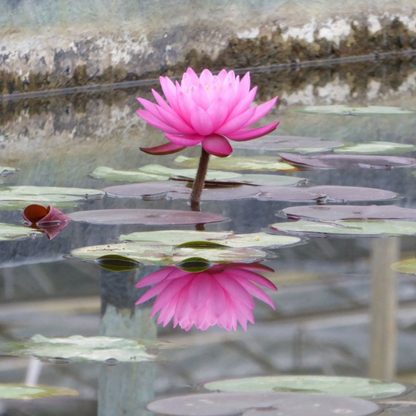 Water Lily Mayla (Nymphaea Mayla)